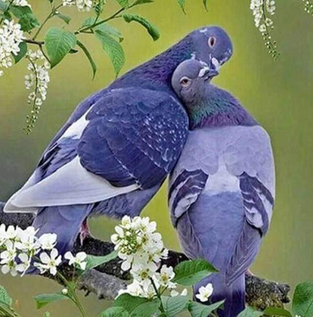 Diamond Painting | Diamond Painting - Pigeons in love | animals Diamond Painting Animals | FiguredArt