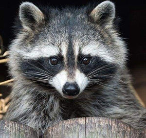 Diamond Painting | Diamond Painting - Pretty Raccoon | animals Diamond Painting Animals raccoons | FiguredArt
