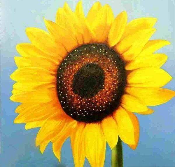 Diamond Painting - Sunflower – Figured'Art