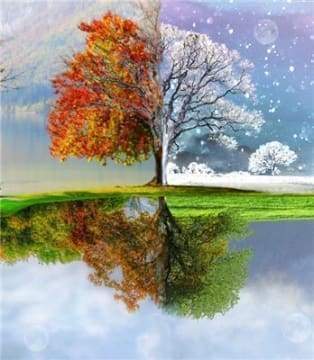 Diamond Painting | Diamond Painting - Tree Multi Seasons | Diamond Painting Landscapes landscapes trees | FiguredArt