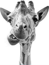 Load image into Gallery viewer, paint by numbers | Funny Giraffe | advanced animals giraffes | FiguredArt