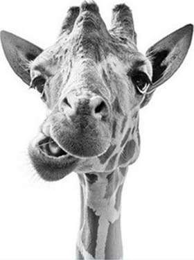 paint by numbers | Funny Giraffe | advanced animals giraffes | FiguredArt