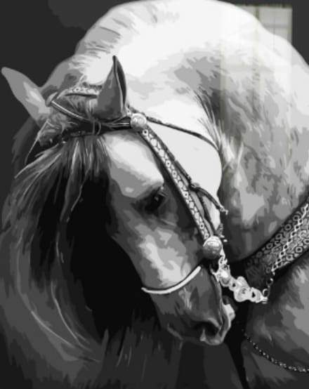 paint by numbers | Horse Neck | animals horses intermediate | FiguredArt