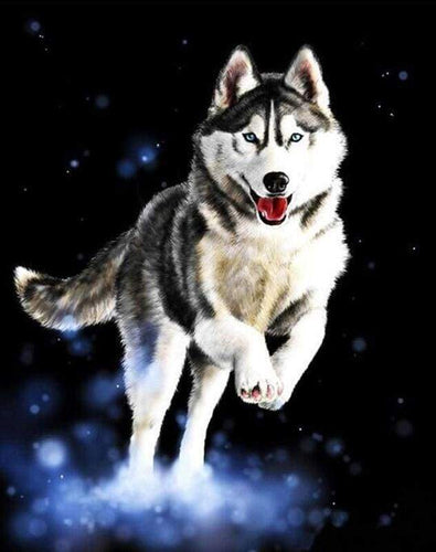 paint by numbers | Husky | animals dogs intermediate | FiguredArt