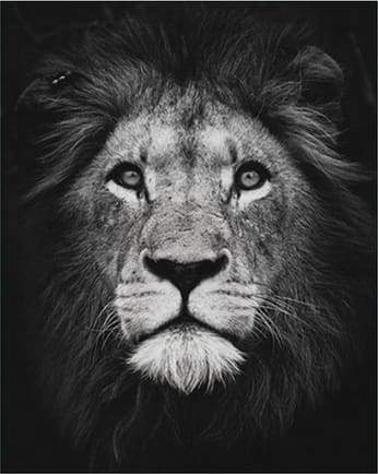 100,000 Lion logo Vector Images | Depositphotos