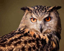 Load image into Gallery viewer, paint by numbers | Owl look | animals intermediate owls | FiguredArt
