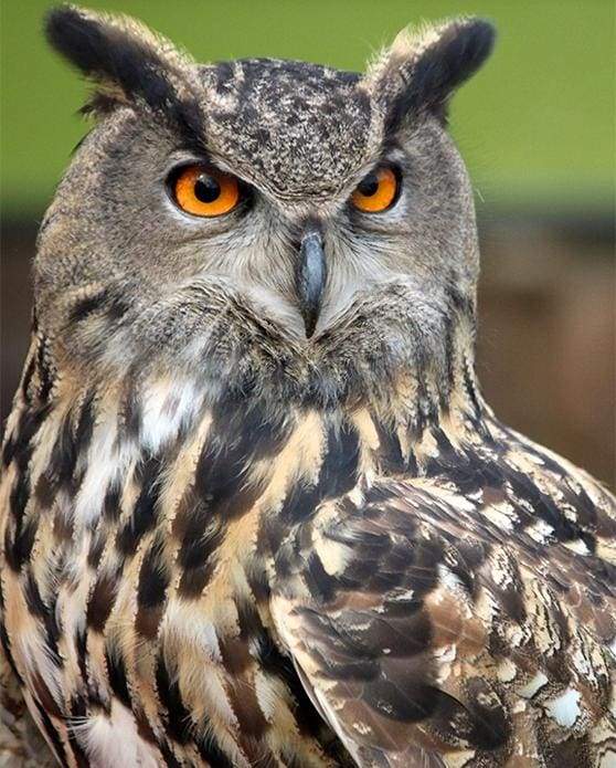 Owl with Orange Eyes Portrait