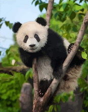 Load image into Gallery viewer, paint by numbers | Panda In Tree | animals intermediate pandas trees | FiguredArt