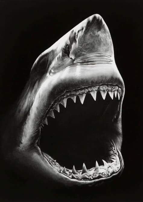 paint by numbers | Shark Black And White | advanced animals fish | FiguredArt
