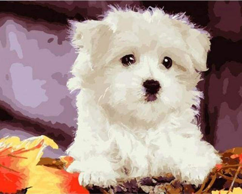 paint by numbers | Small white dog | animals dogs easy | FiguredArt