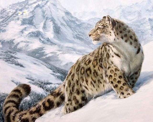 paint by numbers | Snow Leopard | animals intermediate leopards | FiguredArt