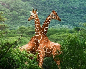 paint by numbers | Two Giraffes | advanced animals giraffes | FiguredArt