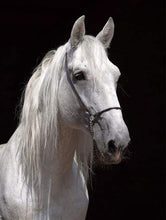 Load image into Gallery viewer, paint by numbers | White Horse and black background | advanced animals horses | FiguredArt
