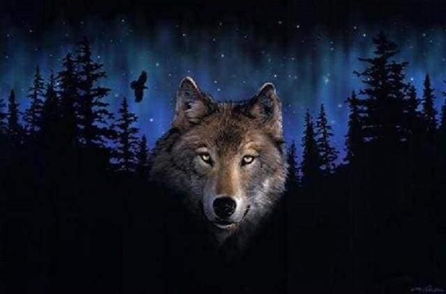paint by numbers | Wolf at Night | advanced animals wolves | FiguredArt