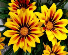 Load image into Gallery viewer, paint by numbers | Yellow Flowers | flowers intermediate | FiguredArt