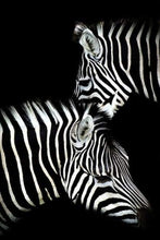 Load image into Gallery viewer, paint by numbers | Zebra White And Black | animals easy zebras | FiguredArt