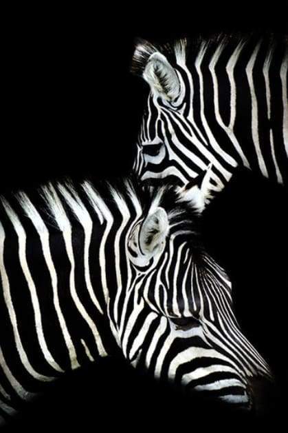 paint by numbers | Zebra White And Black | animals easy zebras | FiguredArt