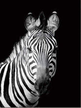 Load image into Gallery viewer, paint by numbers | Zebra White And Black Face | animals easy zebras | FiguredArt